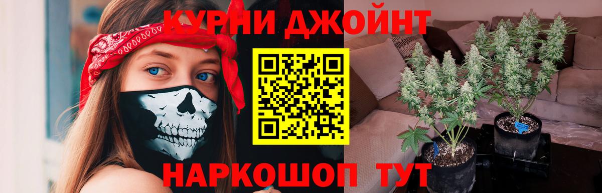 Сунжа  Шишки марихуана сатива  Бошки марихуана Ganja  Канабис тримм  Вход с VPN 
